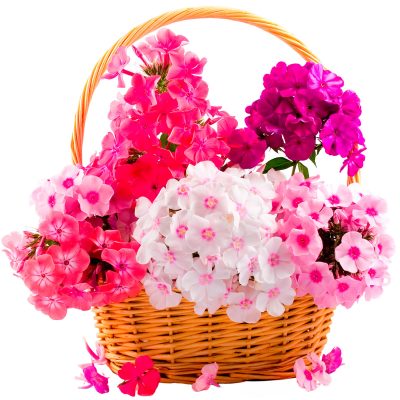 Корзина с цветами «Легенда о весне»